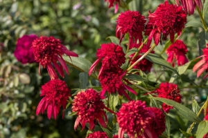 Jeżówka Eccentric - sadzonka 40-60 cm