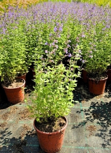 Kocimiętka Fasena Walkers Low - sadzonki 30-50 cm