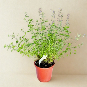 Kocimiętka Fasena Six Hills - sadzonka  30-50 cm