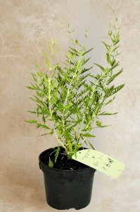 Perowskia Łobodolistna Blue Spire - sadzonka  30-50 cm