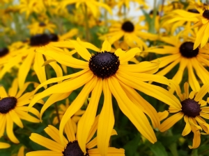 Rudbekia Błyskotliwa Goldsturm - sadzonka  40-60 cm