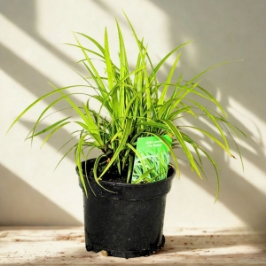 Turzyca Morrowa Ice Dance - sadzonka 30-40 cm