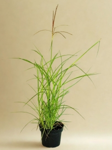 Miskant Chiński Purpurescens - sadzonka 50-70 cm