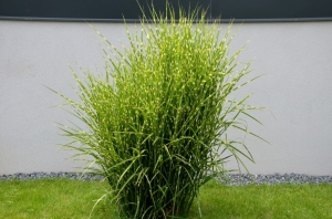 Miskant Chiński Strictus - sadzonka 50-70 cm