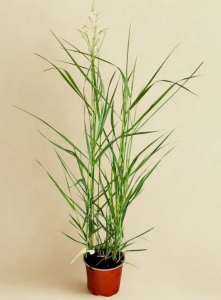 Proso Ruzgowate Squaw - sadzonka  40-60 cm