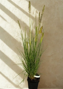 Rozplenica Japońska Black Beauty - sadzonka 40-50 cm