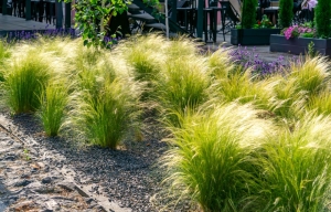 Ostnica Mocna Pony Tails - sadzonka 30-40 cm