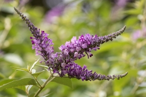 Budleja Davida Candy Little Lilla PBR - sadzonka 25-30 cm