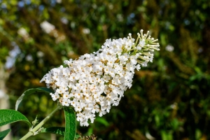 Budleja Davida Candy Little White PBR - sadzonka 25-30 cm