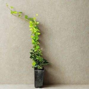 Bluszcz - sadzonka 40-60 cm