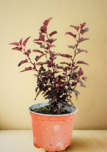 Pęcherznica Kalinolistna Red Baron - sadzonka 50-70 cm