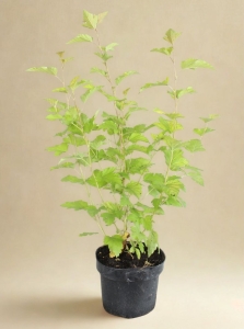 Pęcherznica Kalinolistna Darts Gold - sadzonka  50-70 cm