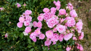 Róża Okrywowa Różowa The Fairy Pink - sadzonka  15-25 cm