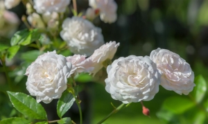 Róża Okrywowa Biała Sea Foam - sadzonka 15-25 cm