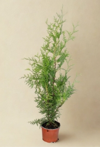 Tuja Żywotnik Zachodni Brabant  - sadzonka 70-100 cm