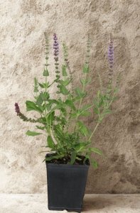 Szałwia Omszona Caradonna - sadzonka  25-35 cm