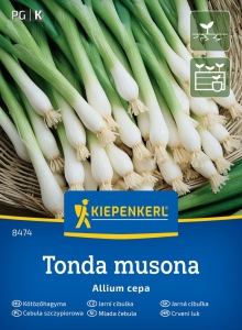 Cebula siedmiolatka 'Tonda Musona' (odmiana zimowa)