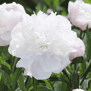 Piwonia Shirley Temple 1 szt.