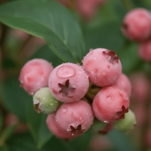 Borówka Amerykańska Pink Lemonade