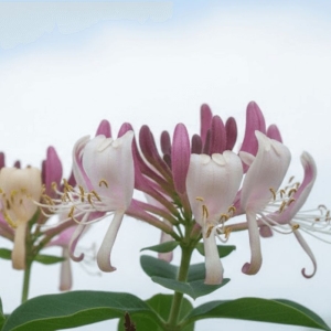 Wiciokrzew Pomorski Serotina