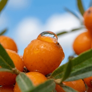 Rokitnik Zwyczajny Friesdorfer Orange