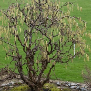 Leszczyna Pospolita Contorta (Corylus Avellana Contorta)