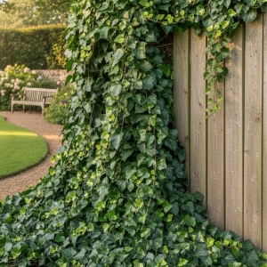 Bluszcz Irlandzki (Hedera Hibernica)