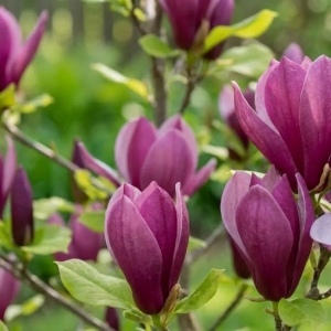 Magnolia Susan (Magnolia Susan)