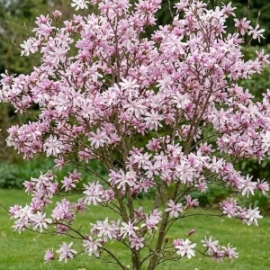 Magnolia Loebnera Leonard Messel  (Magnolia Loebneri Leonard Messel)