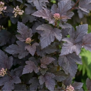 Pęcherznica Kalinolistna Diabolo (Physocarpus Opulifolius Diabolo)