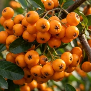 Ognik Szkarłatny Orange Glow (Pyracantha Orange Glow)