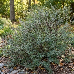 Wierzba Purpurowa Nana (Salix Purpurea Nana)