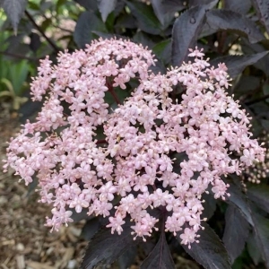 Bez Czarny Black Beauty (Sambucus Nigra Black Beauty)
