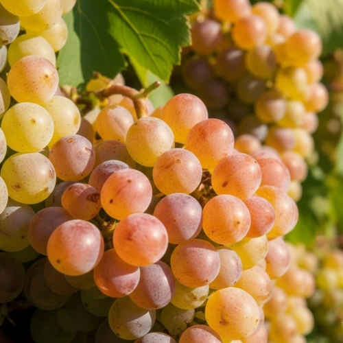 Winorośl Aurora 2 (1).jpg