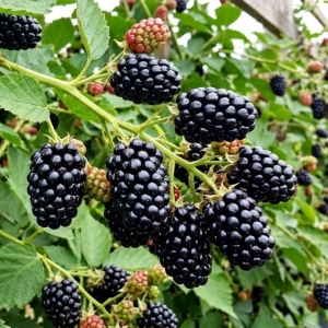 Jeżyna Bezkolcowa Orkan (Rubus Fruticosus Orkan)