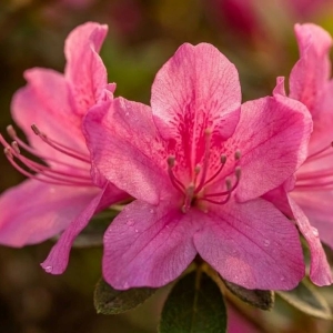 Azalia Japońska Canzonetta (Azalea Japonica Canzonetta)