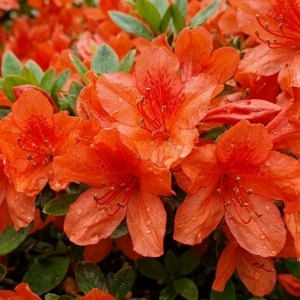 Azalia Japońska Geisha Orange (Azalea Japonica Geisha Orange)