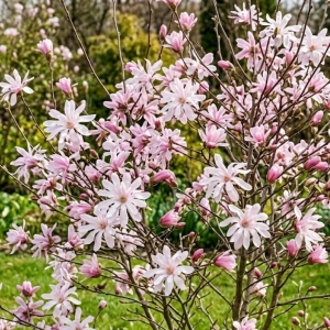 Magnolia Gwieździsta Rosea (Magnolia Stellata Rosea)