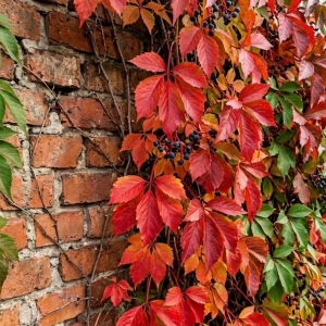 Winobluszcz Pięciolistkowy (Parthenocissus quinquefolia)