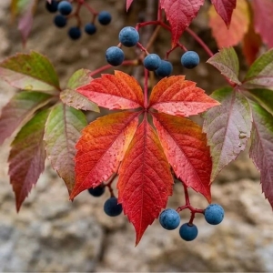 Winobluszcz Pięciolistkowy Murorum (Parthenocissus Quinquefolia var. Murorum)