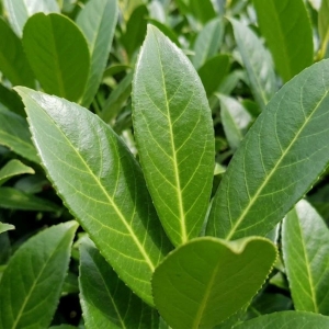 Laurowiśnia Caucasica (Prunus Laurocerasus Caucasica)
