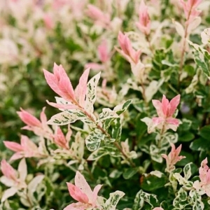 Wierzba Całolistna Hakuro-nishiki (Salix Integra Hakuro-nishiki)