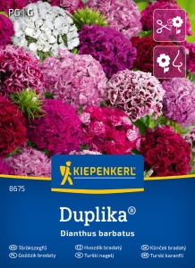 Goździk brodaty 'Duplika', mieszanka