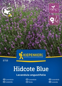 Lawenda wąskolistna Hidcote Blue nasiona - Kiepenkerl