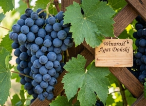 Winorośl Agat Doński (Vitis Agat Doński)