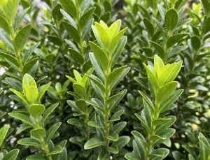 Trzmielina Japońska Green Spire (Euonymus Japonica Green Spire)