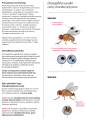 Drosinal pułapka - instrukcja stosowania-2.png
