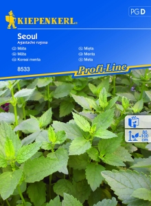 Mięta koreańska / Kłosowiec pomarszczony 'Seoul'
