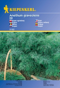 Koper ogrodowy, jednoroczny