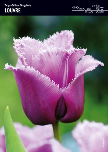 81e69ccdb89f72ed29fa450102ee69c4